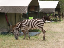 Bologonja_Seronera2009-40